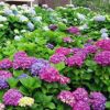 【基地供应】地被绿植盆栽八仙绣球花 别名绣球花 变色花八仙绣球