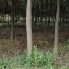 【基地直销】红榉树 红榉 规格齐全 耐寒耐旱榉树 绿化榉树批发
