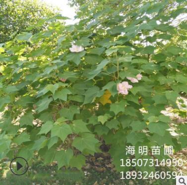 批发木芙蓉 冠幅150 基地直销 量大 庭院别墅绿化 丛生木芙蓉