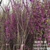 基地直销 红花紫荆 丛生紫荆 花灌木 价廉物优