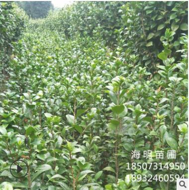 基地直销 茶花小灌木 茶花小树 大红重瓣茶花 七星茶花 花大量多