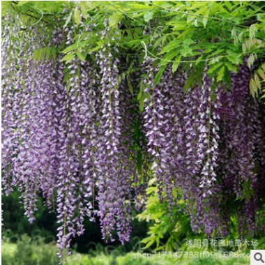 紫藤花树苗爬藤屋顶盆栽 多花紫藤苗攀缘植物紫藤花苗爬藤植物