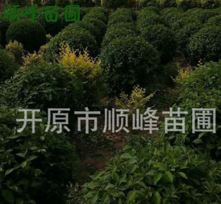 常年批发出售榆叶梅球绿化工程用树小区绿化用苗品质保证