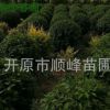 常年批发出售榆叶梅球绿化工程用树小区绿化用苗品质保证