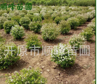 常年批发出珍珠绣线菊球绿化工程苗价格合理品质保证