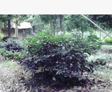 绿化灌木茶梅笼子 成品 仔苗 一年生扦插小苗