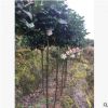 沐春花卉-供应大五宝茶花苗 园林绿化精品茶花苗 地载茶花苗