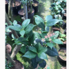 沐春花卉-供应嫁接情人节茶花 巨型山茶花 多分枝两三公分粗