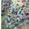 沐春花卉-五色赤丹茶花 一树多色精品茶花 年宵花卉带花苞茶花