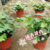 沐春花卉--供应青叶/花叶/金边常春藤 室内绿植盆栽 红盆120