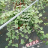 沐春花卉--批发供应花叶常春藤吊兰盆栽 230杯50公分超长藤蔓