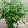 沐春花卉--紫薇盆栽 产地直销 价格优惠