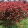小叶红叶石楠