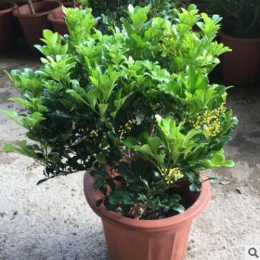 米兰花盆栽苗植物室内香味四季开花绿植香花盆景客厅卧室带花发货