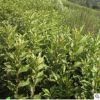供应各种绿化苗木 出售 1米高 红王子锦带
