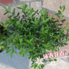 沐春花卉--供应新几内亚凤仙花 观花盆栽 色彩鲜艳花色丰富 16杯