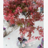 沐春花卉--供应各种规格红枫 日本红枫 盆栽绿化苗木