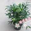 沐春花卉供应竹柏 办公室绿植 室内盆栽 竹柏多颗组 单颗高度25CM