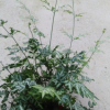 沐春花卉/基地直销/室内优质蕨类小盆栽/ 凤尾夏雪银线蕨--A120