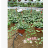 沐春花卉--四季常青 净化空气植物 常春藤吊兰盆栽 230杯超长藤蔓