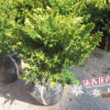 沐春花卉--绿化苗 陵园植物 黄金花柏凤尾柏盆栽日本花柏 3公分