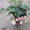 沐春花卉--四季常青 红盆常春藤吊兰 12杯超长藤蔓 供应缤纷产品
