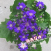 沐春花卉--室内高档观花盆栽 多色菊花小盆栽 花期长 瓜叶菊