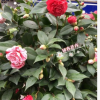 沐春花卉-五色赤丹茶花 23杯 50-60公分带花苞 年宵花卉 精品茶花