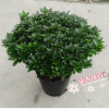 批发直销比利时西洋杜鹃花 室内观花盆栽 55-60冠幅玫红带花苞