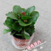 沐春花卉--节日用花花卉小盆栽 重瓣多色 多年生肉质草本 长寿花