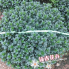 沐春花卉--产地直销 金鱼花/金鱼吊兰 高档年宵花卉 50盆径