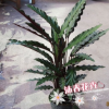 沐春花卉--批发观叶花卉 紫背波浪竹芋 红背卧龙肖竹芋 猫眼竹芋