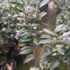 沐春花卉--山茶花小苗黄色茶花名贵茶花品种正黄旗 60-70高带花苞