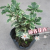 基地批发金边银边彩叶桂小苗黄金桂 桂花珍贵新品种 金边彩叶刺桂