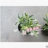 基地批发金边银边小叶栀子花 微景观花卉 花叶共赏