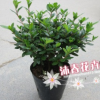 沐春花卉--批发 新品种红灯笼杜鹃苗 比利时西洋杜鹃苗 18杯30cm