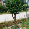 沐春花卉--供应嫁接五色赤丹茶花一株多色茶花5公分地径1.2-1.5米
