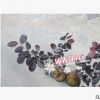 沐春花卉--供应红花继木小苗有分支基地直销绿化工程苗木量大从优