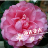 沐春花卉--供应七仙女 一株多色 传统名花 4年苗 40-45高多枝条