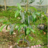 沐春花卉--名贵茶花品种苗 花孔雀椿茶花 3年苗40-50高多枝条