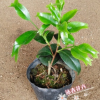 有香味花卉 叶子鱼尾形红色茶花品种苗/年年有鱼 20-25CM高多枝条