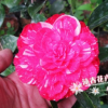 精品茶花盆栽 鸳鸯凤冠 茶花扦插苗 3年苗 30-35高多枝条