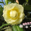 沐春花卉-山茶花小苗 黄色茶花名贵茶花品种正黄旗 35-45高多枝条
