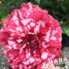 红叶贝拉/紫贝拉/黑贝拉--珍贵茶花苗 精品茶花 杯苗高10-20公分