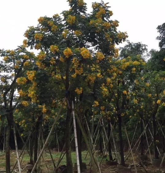 黄花槐