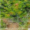 造型树红心罗汉松树苗基地直销 常绿乔木景观树海岛罗汉松树苗