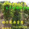 基地直销常绿灌木冬青树苗 冬青柱子珊瑚柱子 做篱笆围墙用法青苗