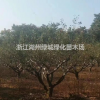 浙江供应红梅 红梅价格 红梅基地直销规格齐全
