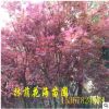 厂家直销彩色树红枫 庭院别墅栽培景观树红枫树苗量大优惠