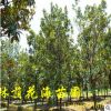 批发广玉兰树苗 湖南落叶乔木景观树玉兰价格
